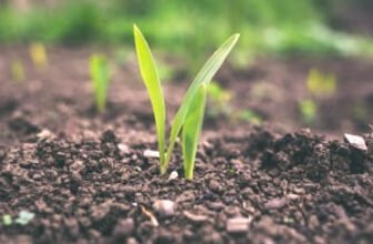 Advanced soil science diploma
