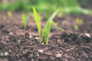 Advanced soil science diploma