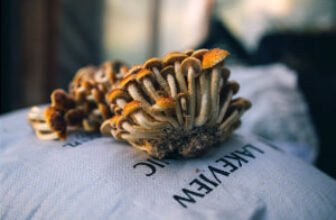 Introduction to Mushroom Farming