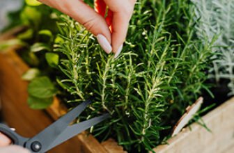 Herb gardening course