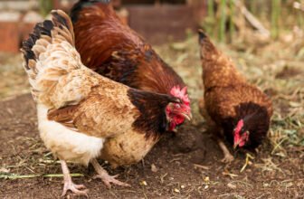 Poultry farming course