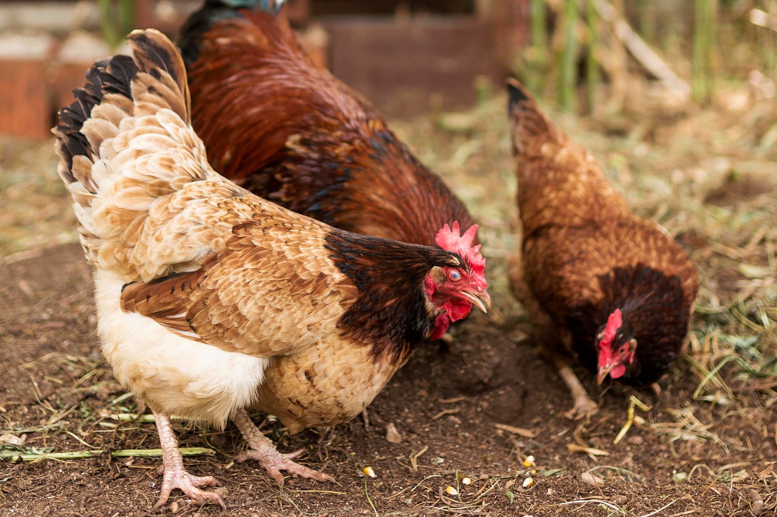 Poultry farming course