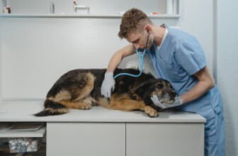 Veterinary medicine diploma