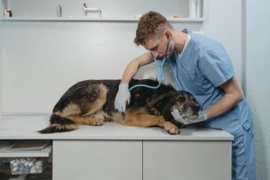Veterinary medicine diploma