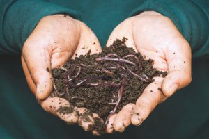 Worm farming course