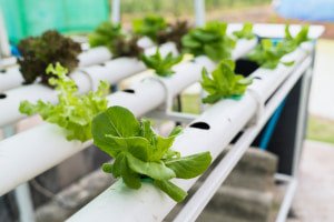 Home hydroponics course