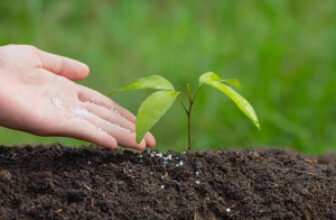 Basics of Plant Nutrition