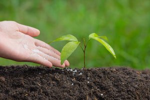 Basics of Plant Nutrition