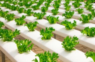 Hydroponics and aquaponics course