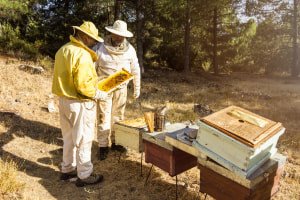Beekeeping course