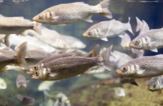 Fish farming course