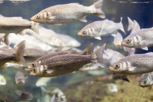 Fish farming course