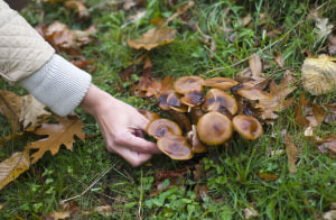 Foraging course