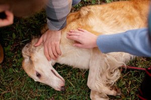 Pet First Aid and CPR