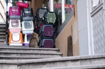 Pet Preparedness: Gear, Food, and Evacuation