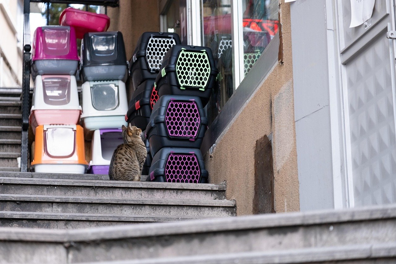 Pet Preparedness: Gear, Food, and Evacuation