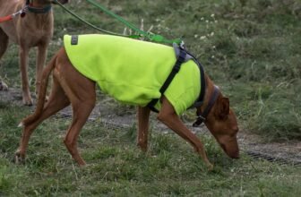 Which Pet Records Do Evacuation Shelters Ask to See?