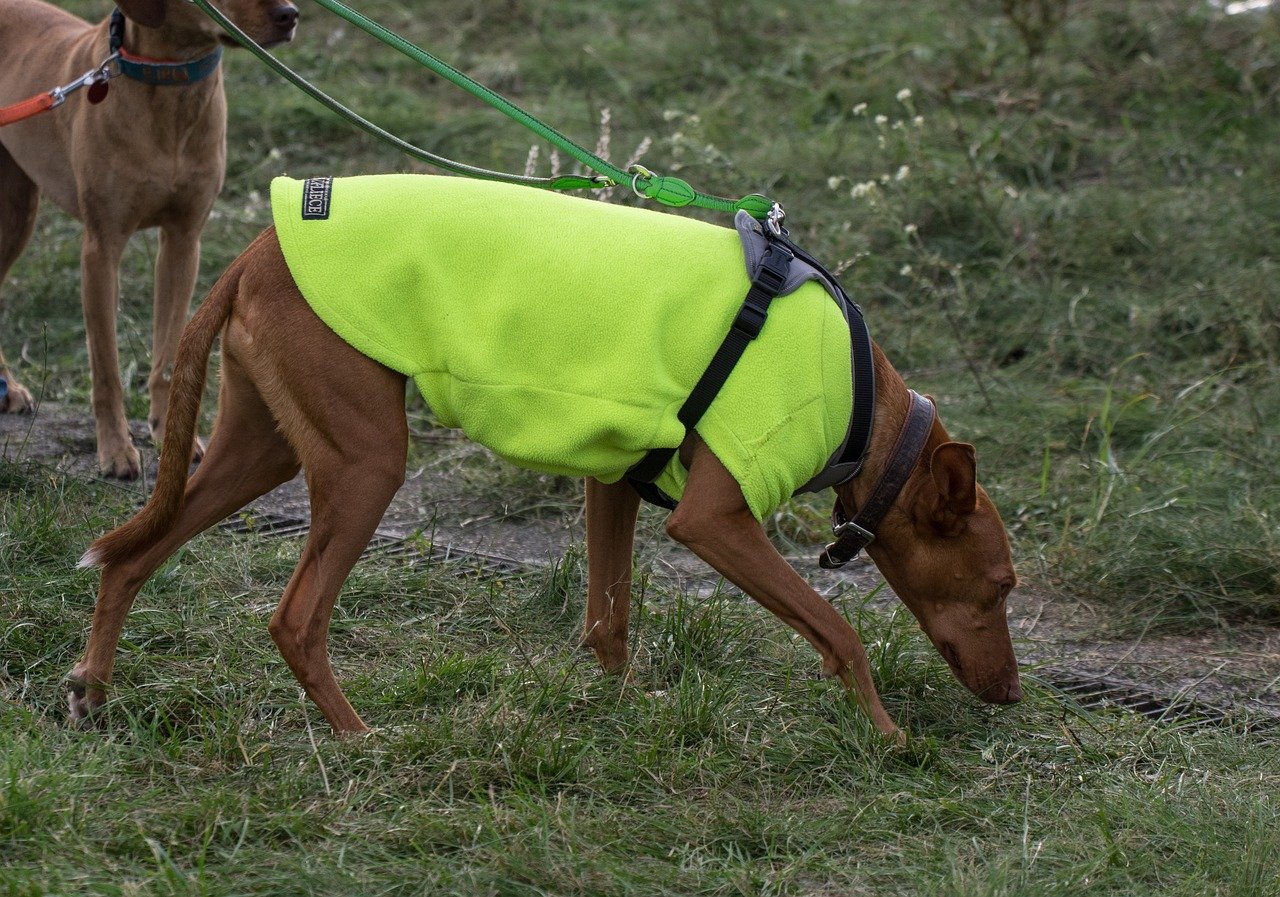 Which Pet Records Do Evacuation Shelters Ask to See?