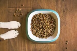 How Much Dog Food to Pack for a 3-Day Evacuation