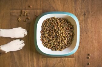 How Much Dog Food to Pack for a 3-Day Evacuation