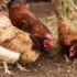Free Fish Farming Course