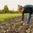 Free Garden Design Course