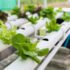 Free Worm Farming Course