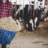 Free Veterinary Medicine Diploma