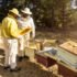Free Fish Farming Course